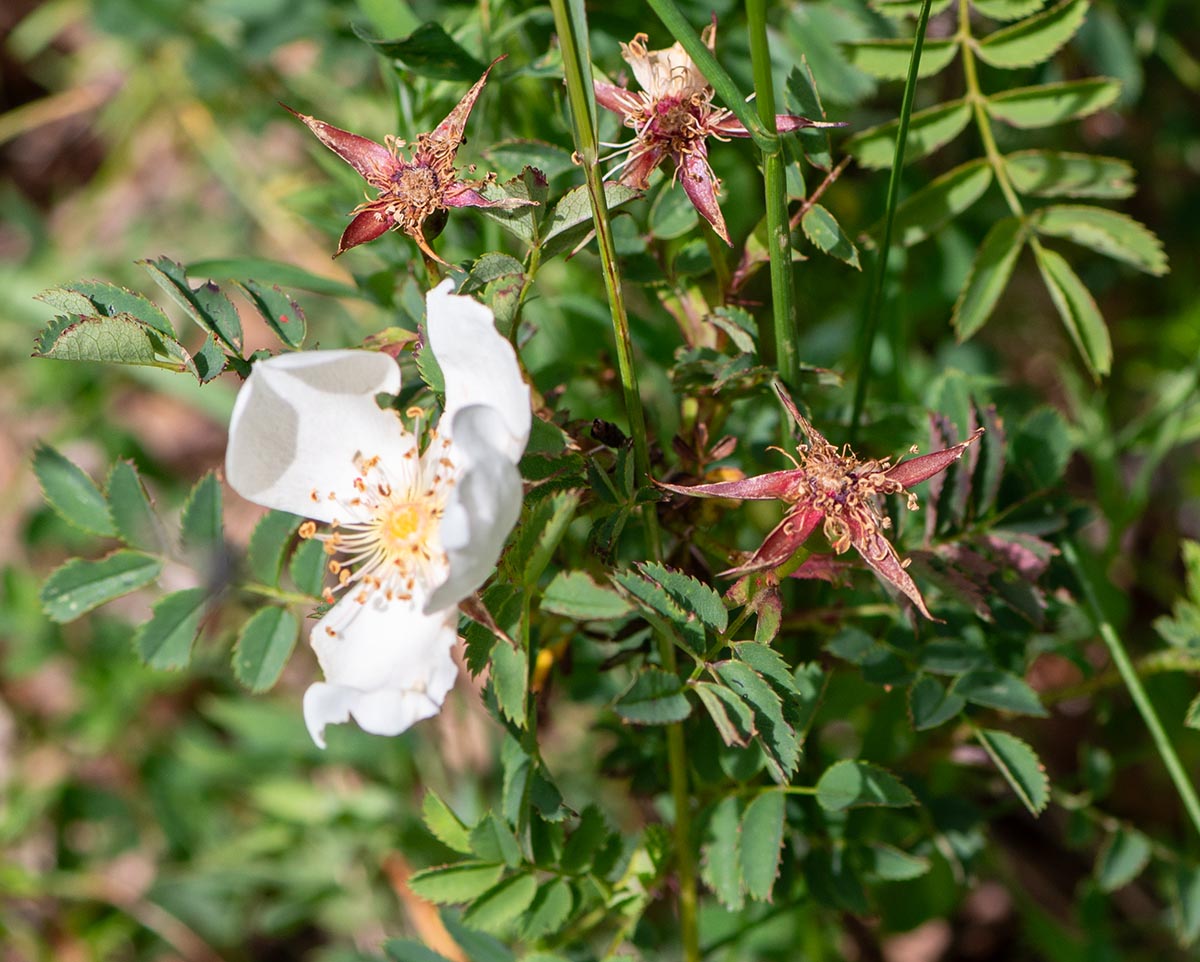 Bl&uuml;te